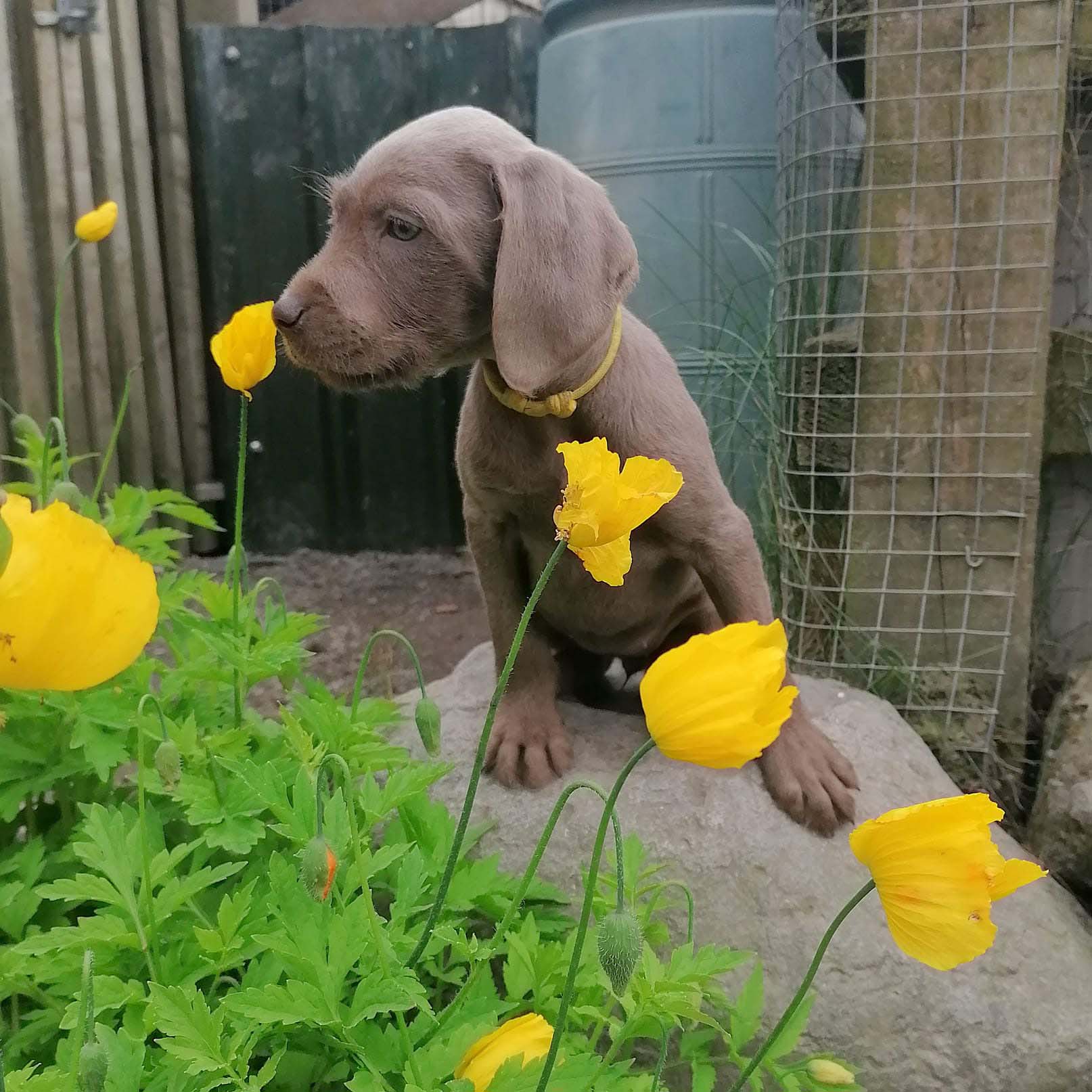 Small puppy sniffing a yellow flower
