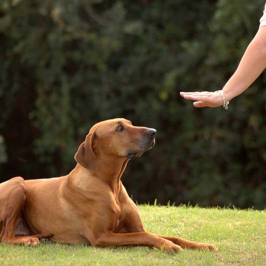 A white hand of a caucasian woman showing her obedient Rhodesian Ridgeback hound dog with cute expression in the face the sign for DOWN outdoors in the park