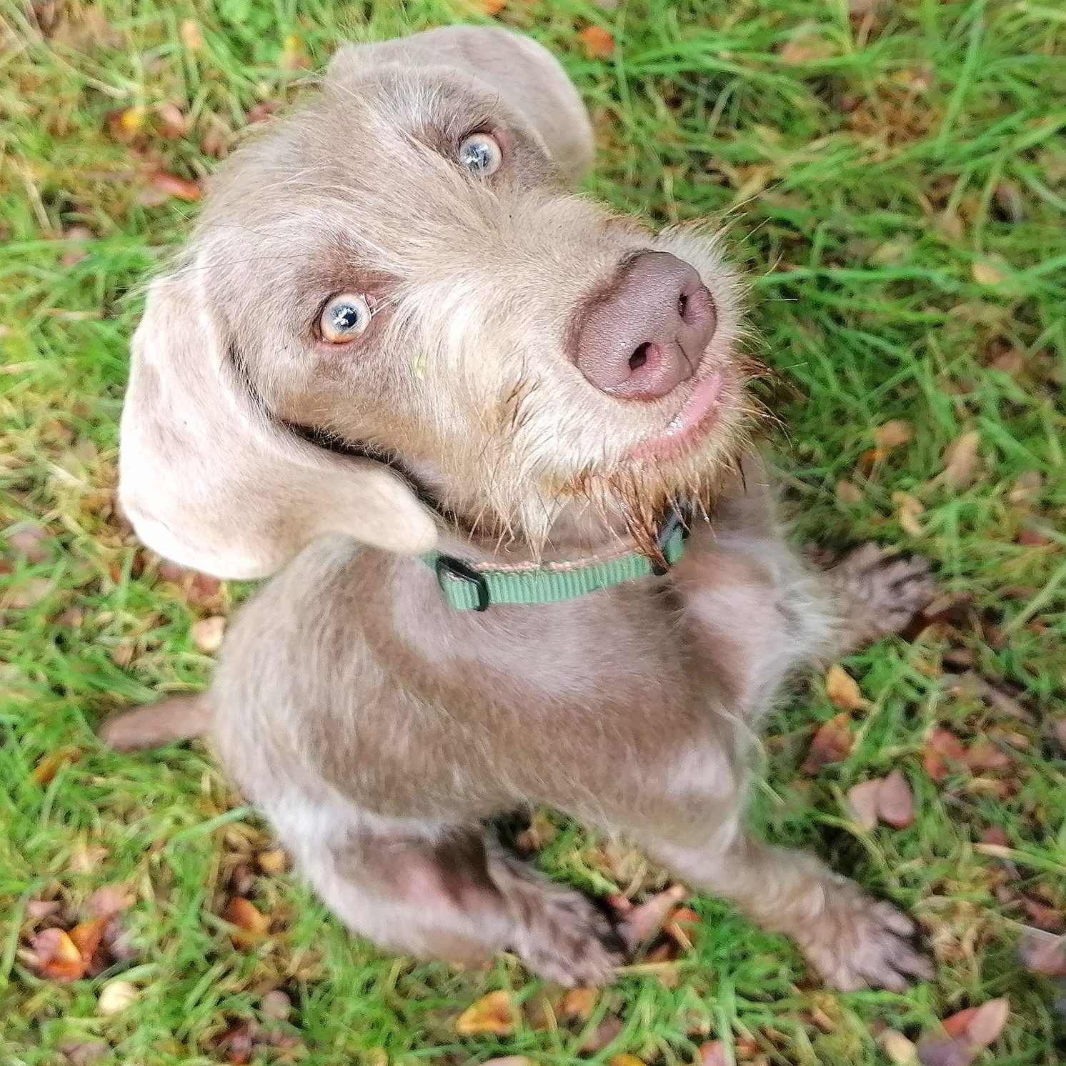 Close up of an old dog with bright blue eyes