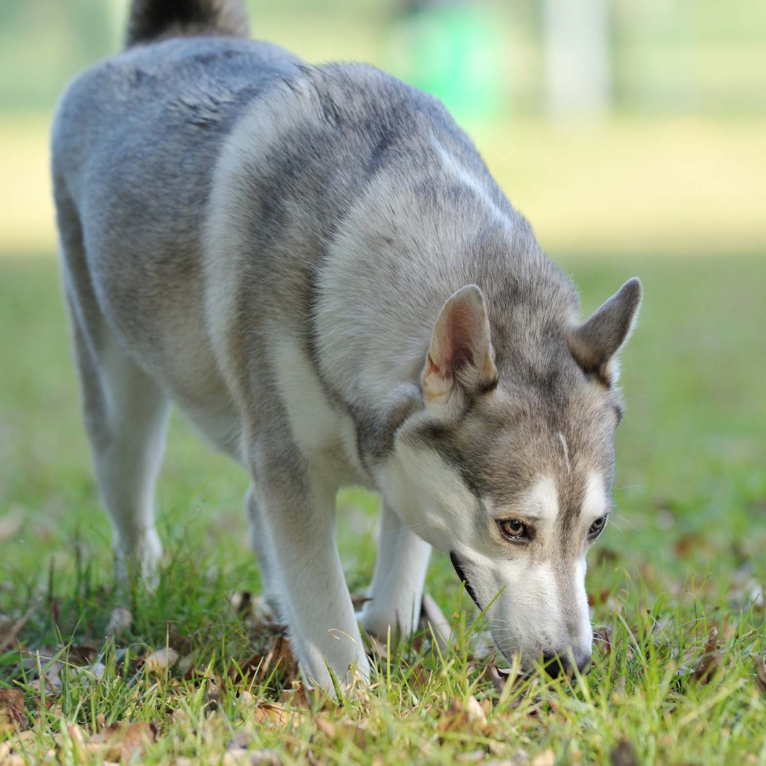 Dog sniffing on the grassland