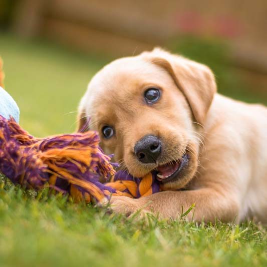 Cute Labrador puppy chewing toy in a garden