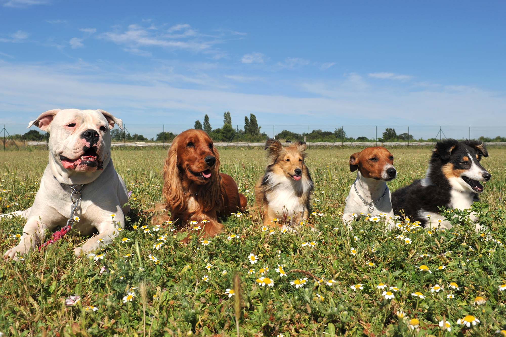 Five purebred dogs laid down in a field