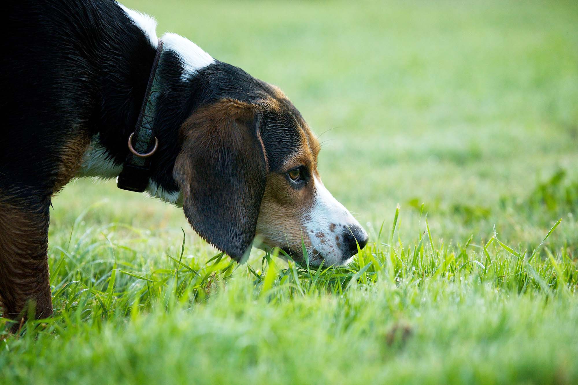 Outdoor head portrait of a Beagle hound dog sniffing in the green grass.